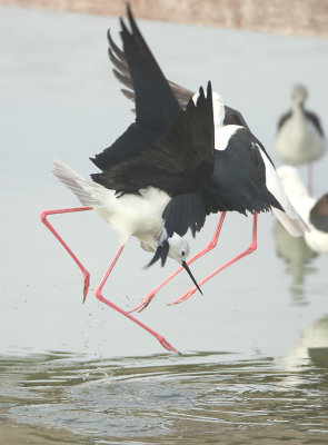 Black-winged Stilt - Himantopus himantopus