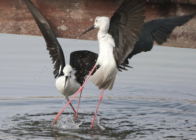 Black-winged Stilt - Himantopus himantopus