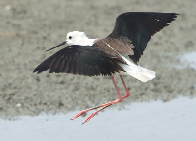 Black-winged Stilt - Himantopus himantopus