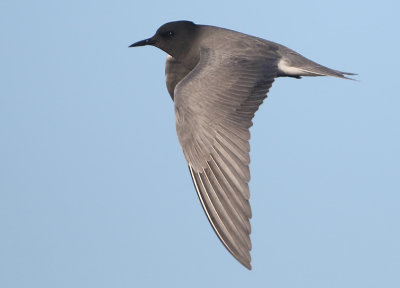 Black Tern - Chlidonias niger (Zwarte Stern)