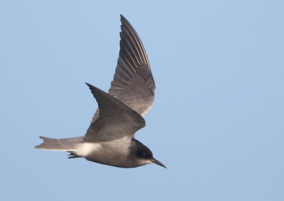 Black Tern - Chlidonias niger (Zwarte Stern)