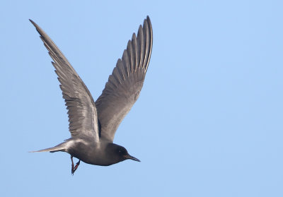 Black Tern - Chlidonias niger (Zwarte Stern)