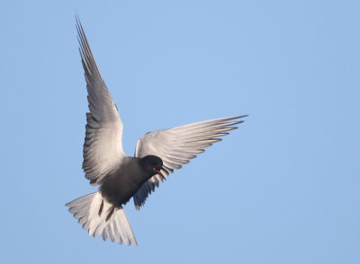 Black Tern - Chlidonias niger (Zwarte Stern)