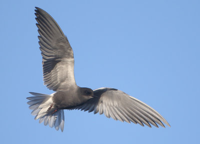 Black Tern - Chlidonias niger (Zwarte Stern)