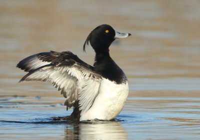 Tufted Duck - Aythya fuligula (Kuifeend)