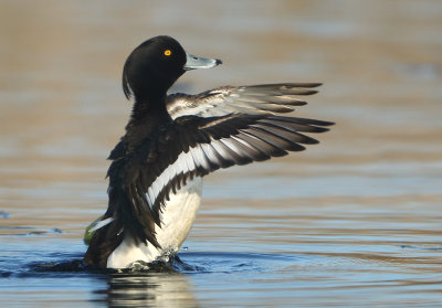 Tufted Duck - Aythya fuligula (Kuifeend)