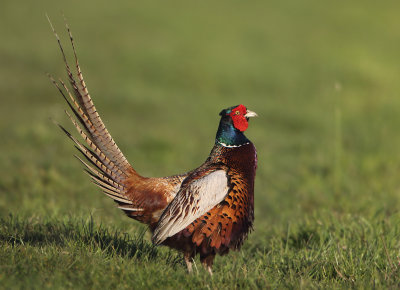 Ring-necked Pheasant - Phasianus colchicus torquatus (Fazant)
