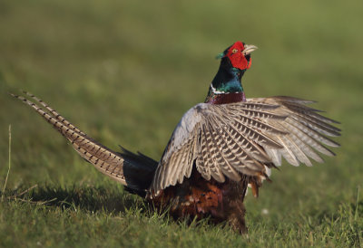 Ring-necked Pheasant - Phasianus colchicus torquatus (Fazant)