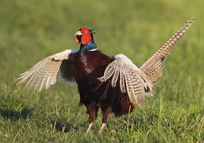 Ring-necked Pheasant - Phasianus colchicus torquatus (Fazant)