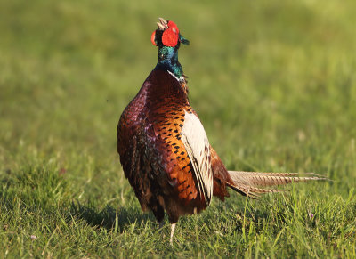 Ring-necked Pheasant - Phasianus colchicus torquatus (Fazant)
