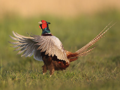 Ring-necked Pheasant - Phasianus colchicus torquatus (Fazant)