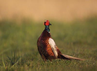 Ring-necked Pheasant - Phasianus colchicus torquatus (Fazant)