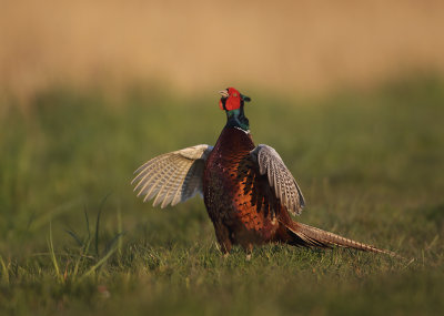 Ring-necked Pheasant - Phasianus colchicus torquatus (Fazant)