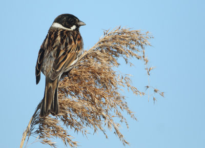 Reed Bunting - Emberiza schoeniclus (Rietgors)