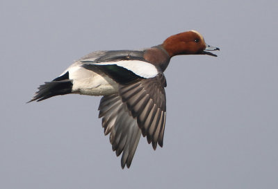 Eurasian Wigeon - Anas penelope (Smient)