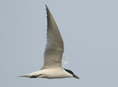 Gull-billed Tern - Gelochelidon nilotica (Lachstern)