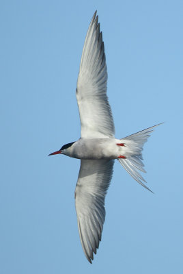 Common Tern - Sterna hirundo (Visdief)