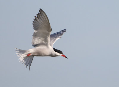 Common Tern - Sterna hirundo (Visdief)