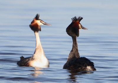 Great Crested Grebe - Podiceps cristatus (Fuut)