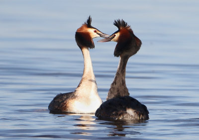 Great Crested Grebe - Podiceps cristatus (Fuut)
