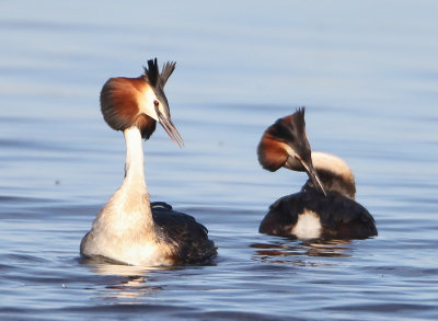 Great Crested Grebe - Podiceps cristatus (Fuut)