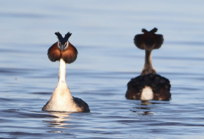 Great Crested Grebe - Podiceps cristatus (Fuut)