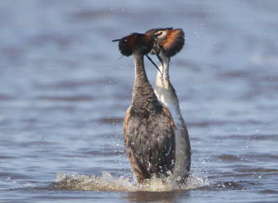 Great Crested Grebe - Podiceps cristatus (Fuut)