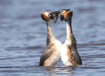Great Crested Grebe - Podiceps cristatus (Fuut)