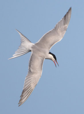 Common Tern - Sterna hirundo (Visdief)