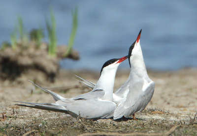 Common Tern - Sterna hirundo (Visdief)