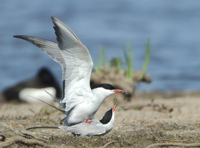 Common Tern - Sterna hirundo (Visdief)