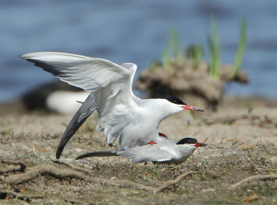 Common Tern - Sterna hirundo (Visdief)