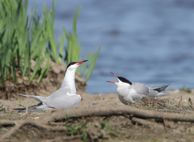 Common Tern - Sterna hirundo (Visdief)