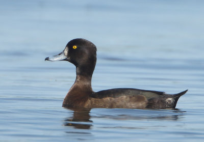 Tufted Duck - Aythya fuligula (Kuifeend)