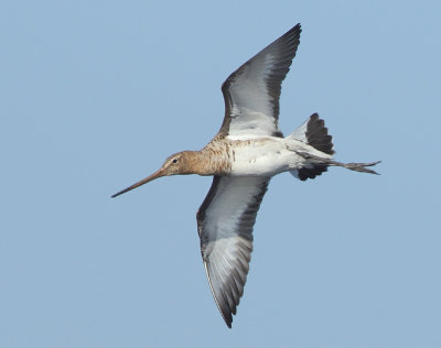 Black-tailed Godwit - Limosa limosa (Grutto)