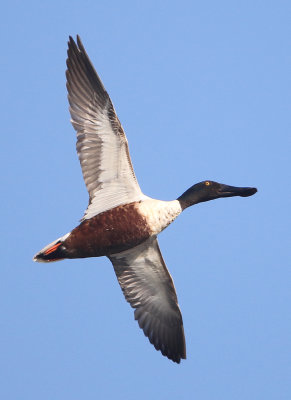 Northern Shoveler - Anas clypeata (Slobeend)