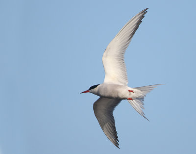 Common Tern - Sterna hirundo (Visdief)