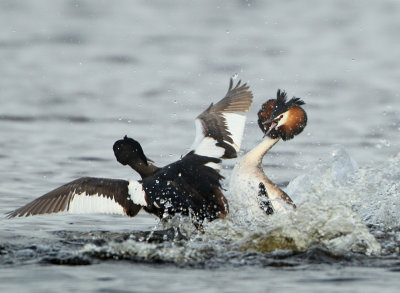 Great Crested Grebe - Podiceps cristatus (Fuut)