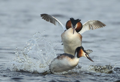 Great Crested Grebe - Podiceps cristatus (Fuut)