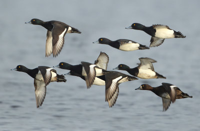 Tufted Duck - Aythya fuligula (Kuifeend)