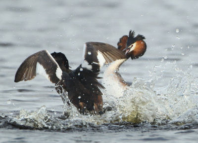 Great Crested Grebe - Podiceps cristatus