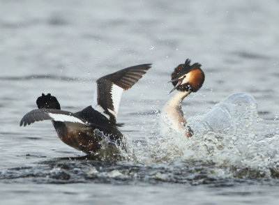 Great Crested Grebe - Podiceps cristatus