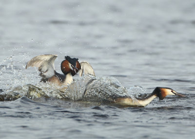 Great Crested Grebe - Podiceps cristatus