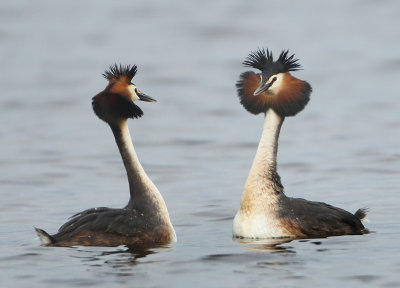 Great Crested Grebe - Podiceps cristatus