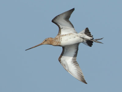 Black-tailed Godwit - Limosa limosa (Grutto)