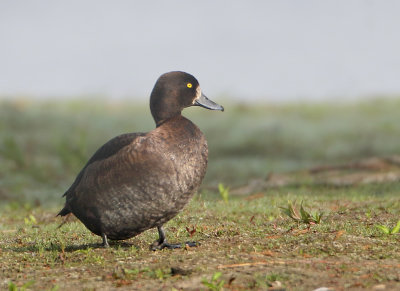 Tufted Duck - Aythya fuligula (Kuifeend)