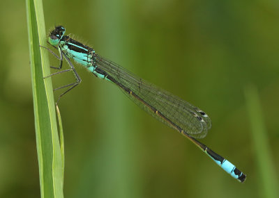 Lantaarntje - Ischnura elegans 