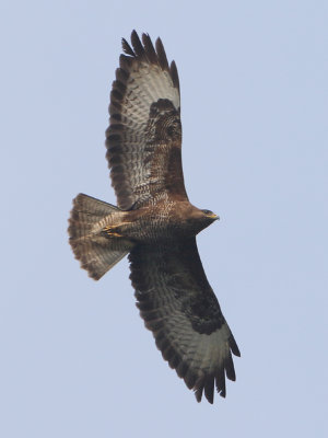 Common Buzzard - Buteo buteo (Buizerd)