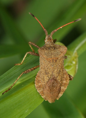 Coreus marginatus marginatus (Linnaeus, 1758)