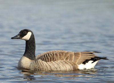 Canada Goose - Branta canadensis (Grote Canadese Gans)